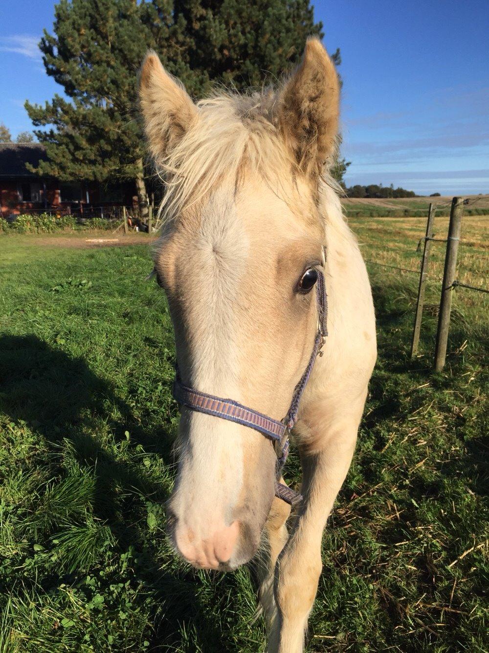 Irish Cob Hauge´s Dusty Cream billede 15