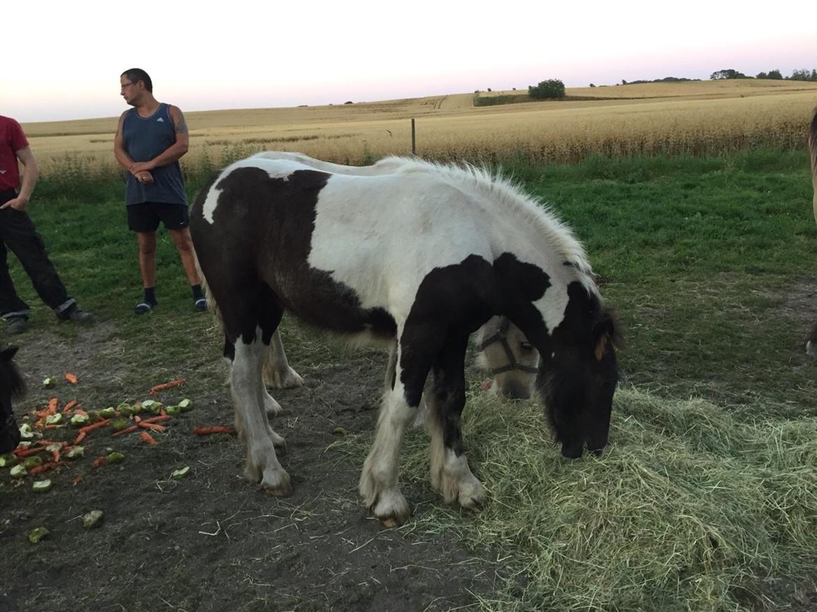 Irish Cob Hauge´s Trouble Maker billede 15