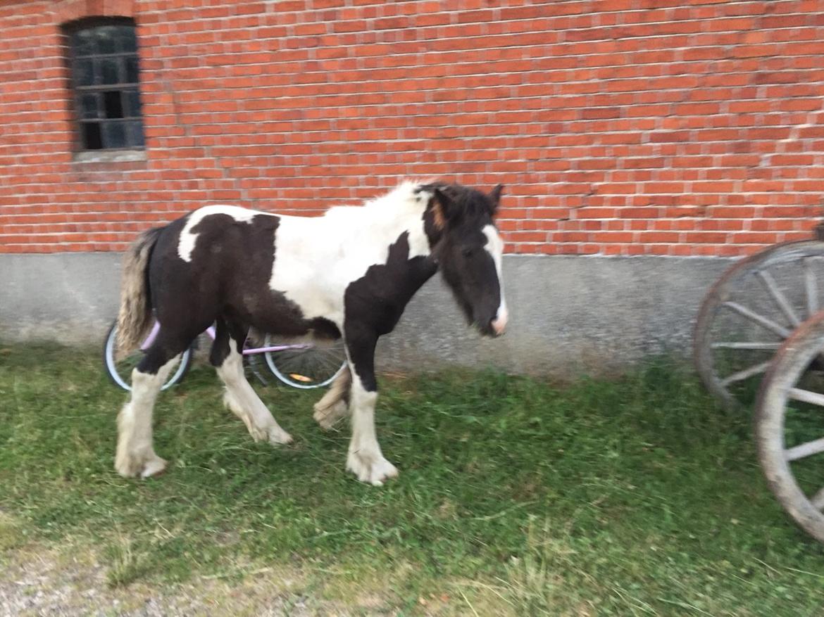 Irish Cob Hauge´s Trouble Maker billede 18