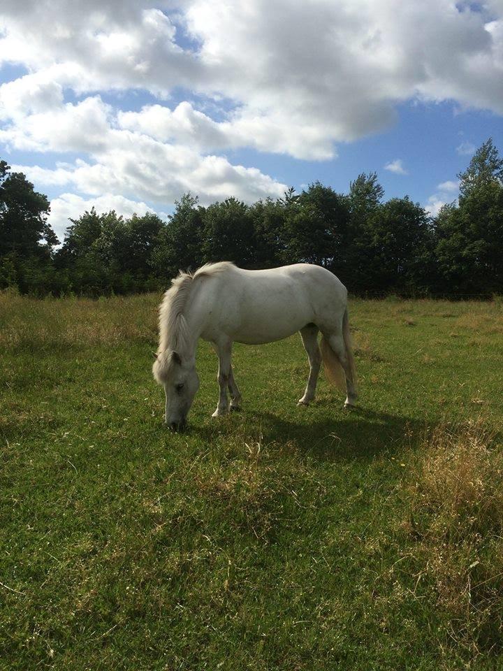 Islænder Svala fra stald kyhl billede 4