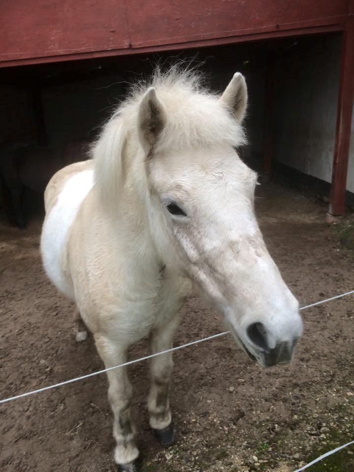 Islænder Svala fra stald kyhl billede 5