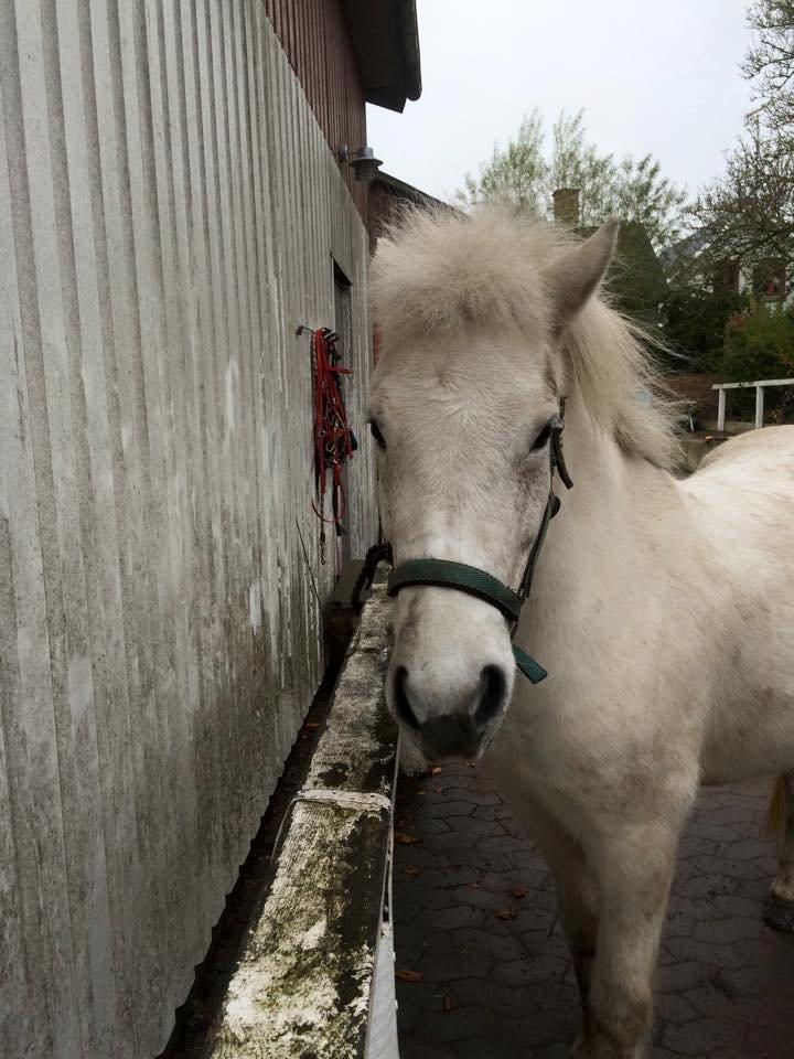 Islænder Svala fra stald kyhl billede 3