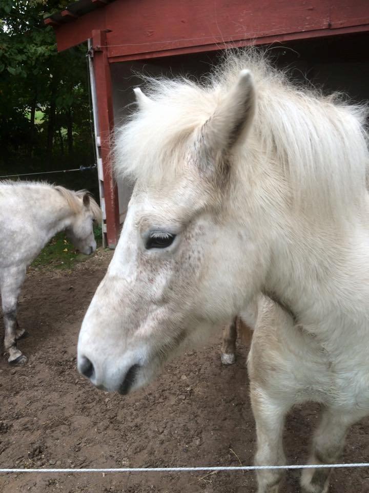 Islænder Svala fra stald kyhl billede 6