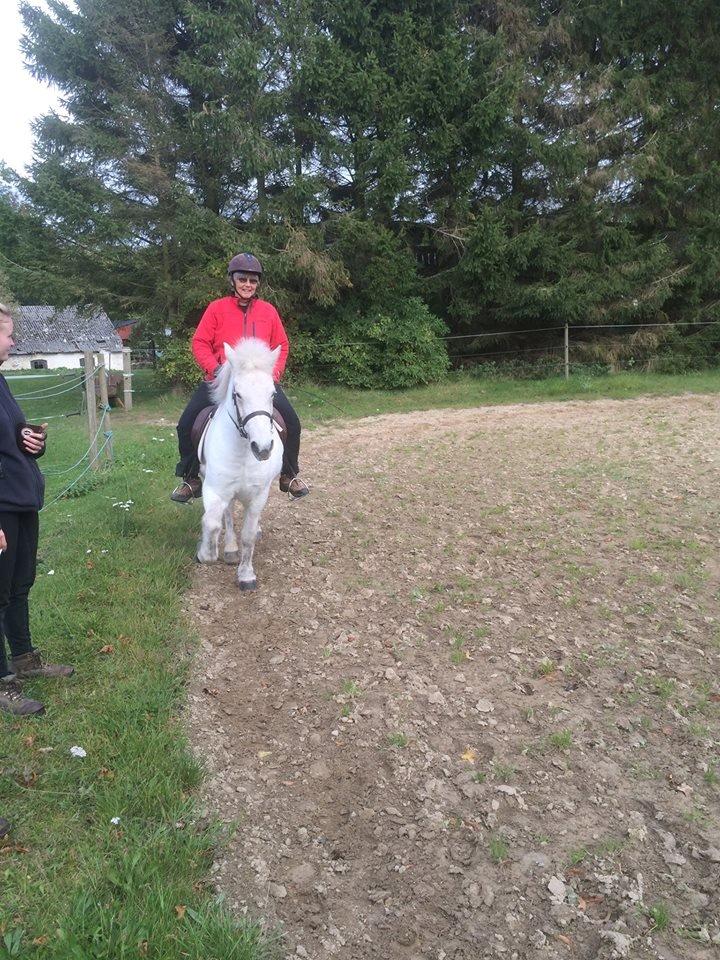 Islænder Svala fra stald kyhl billede 7