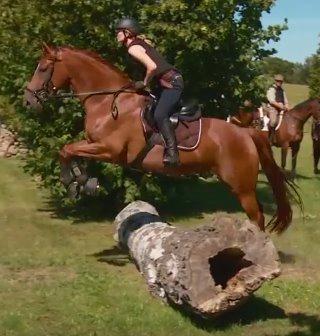 Dansk Varmblod Fiona - Aidan O'Connell kursus på Engerupgård august 2015 billede 14