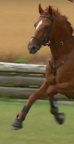 Dansk Varmblod Fiona billede 16