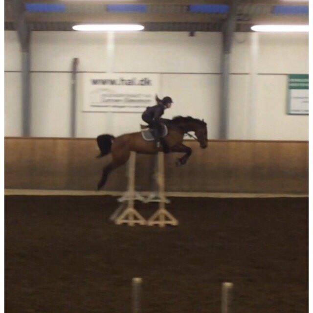 Polsk Varmblod Alvara billede 10