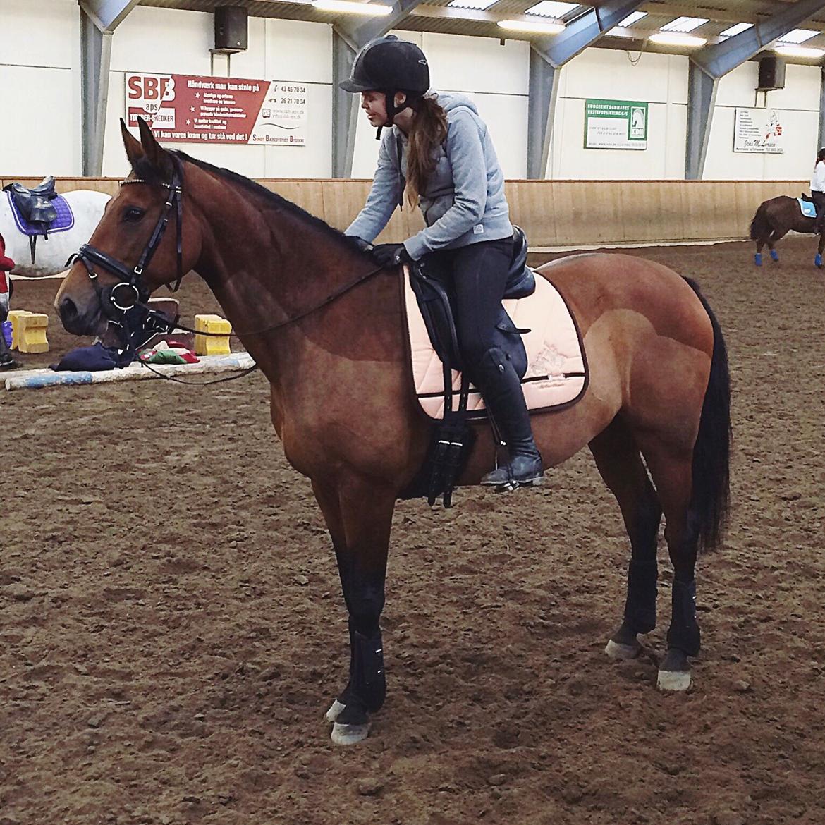 Polsk Varmblod Alvara billede 5