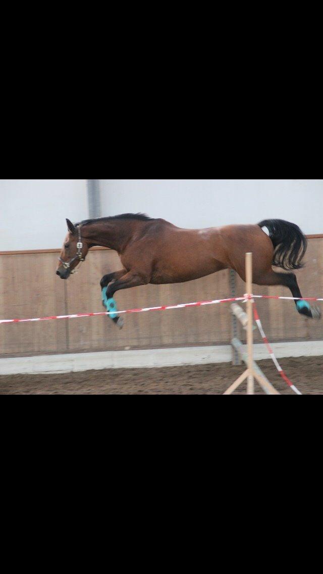 Polsk Varmblod Alvara billede 20