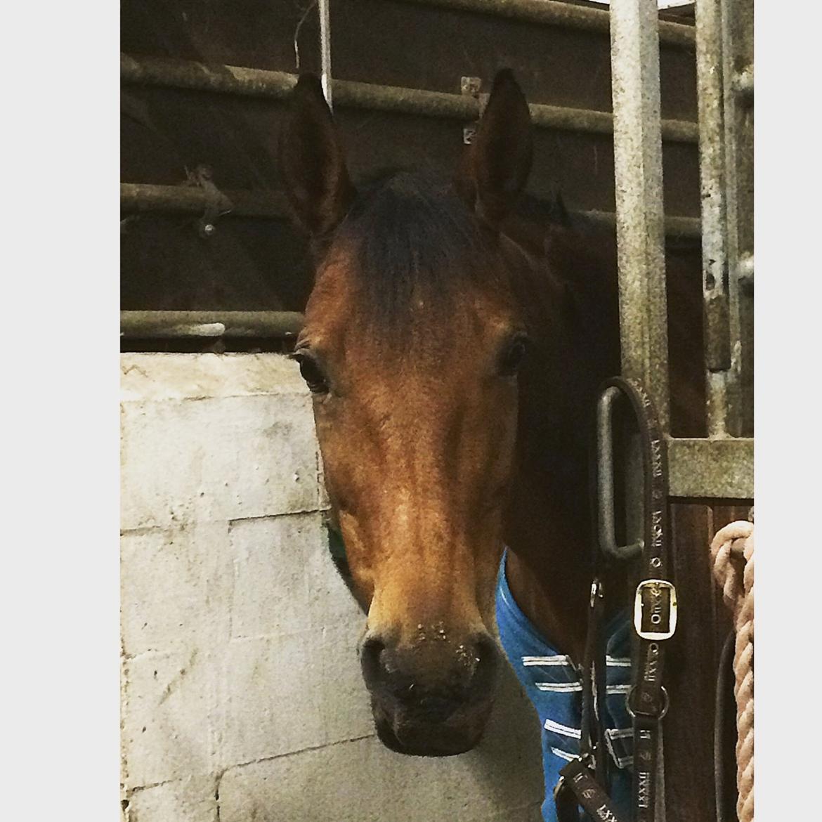 Polsk Varmblod Alvara billede 19