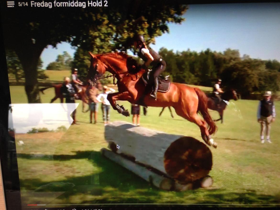 Dansk Varmblod Fiona billede 17