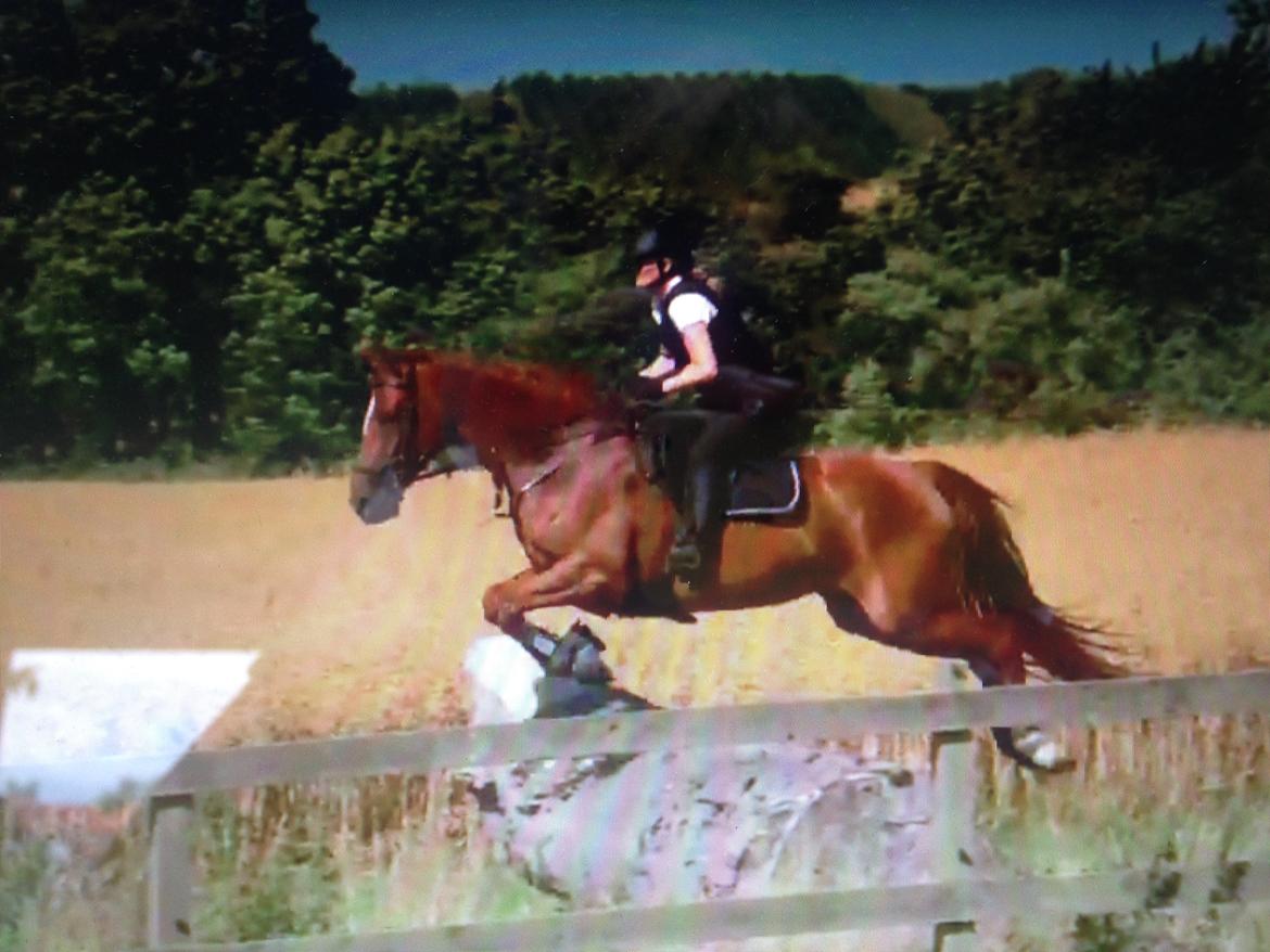 Dansk Varmblod Fiona billede 18