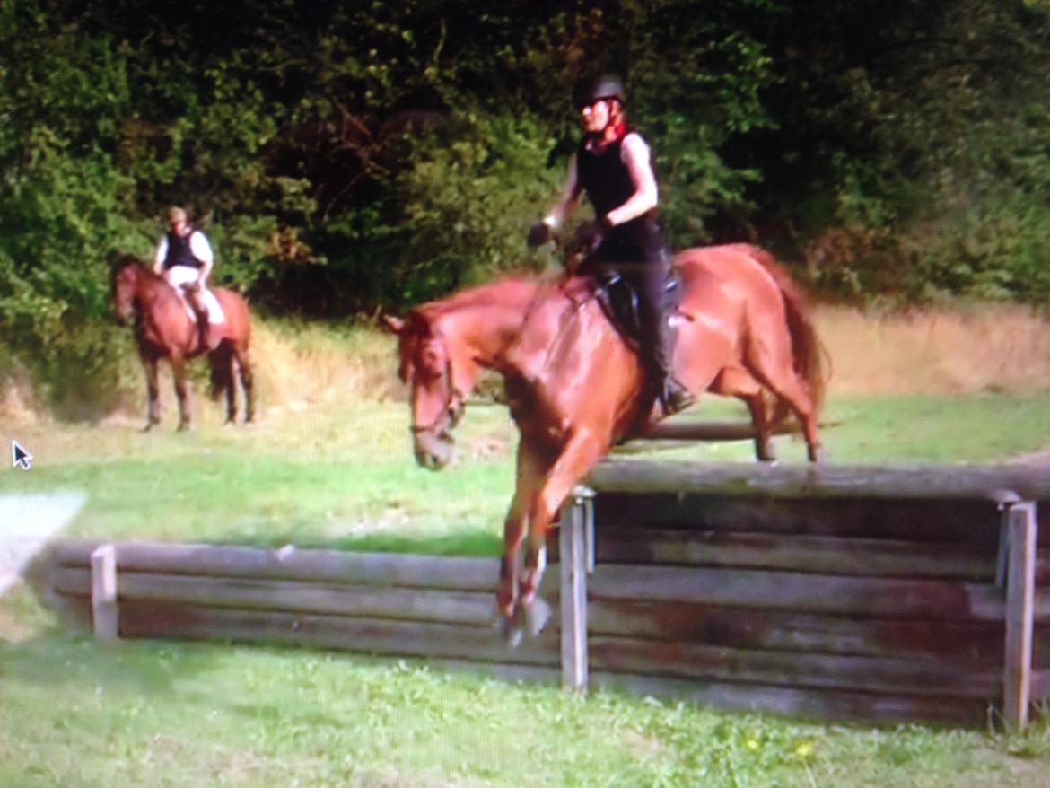 Dansk Varmblod Fiona billede 20