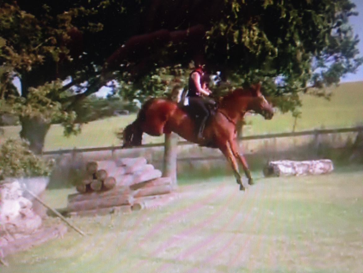 Dansk Varmblod Fiona billede 21