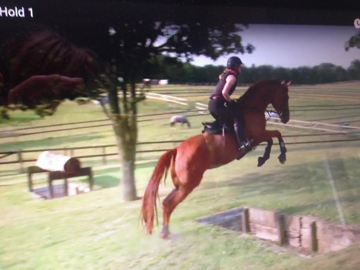 Dansk Varmblod Fiona billede 19