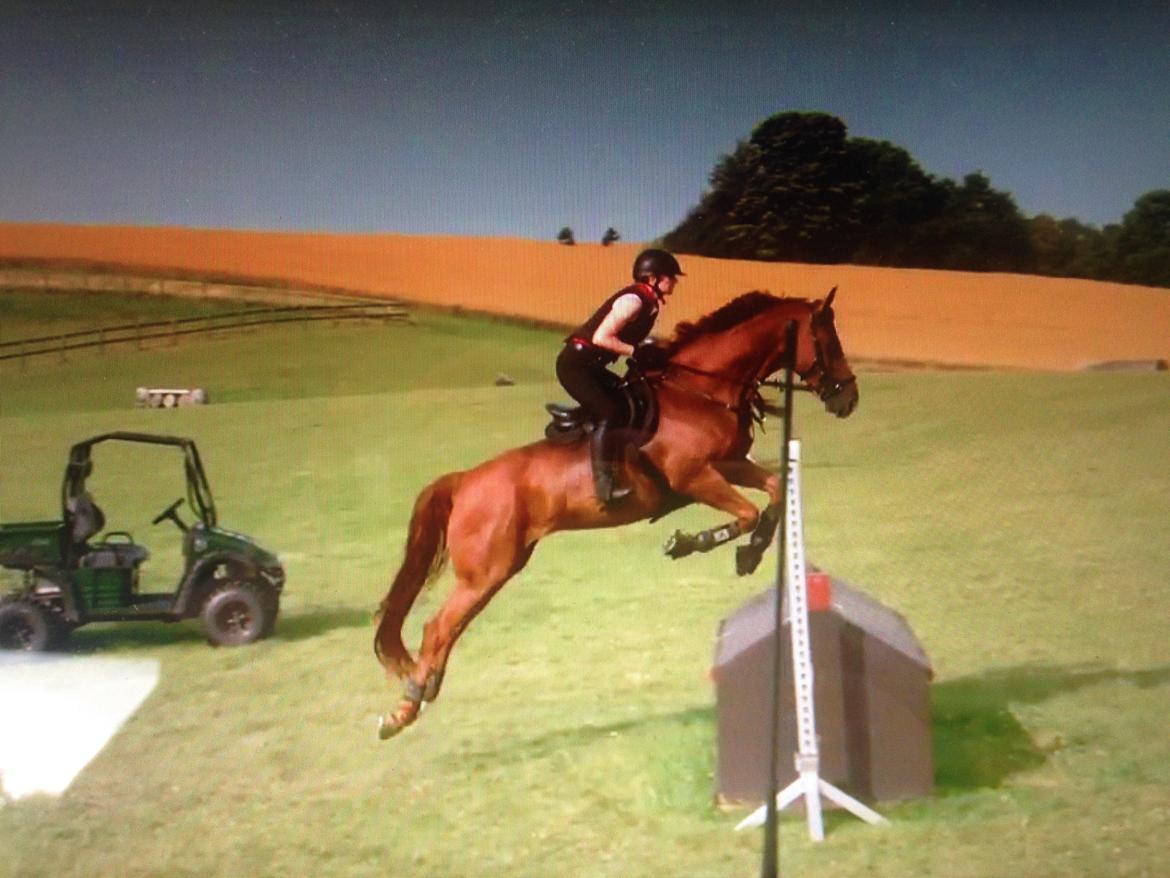 Dansk Varmblod Fiona billede 22