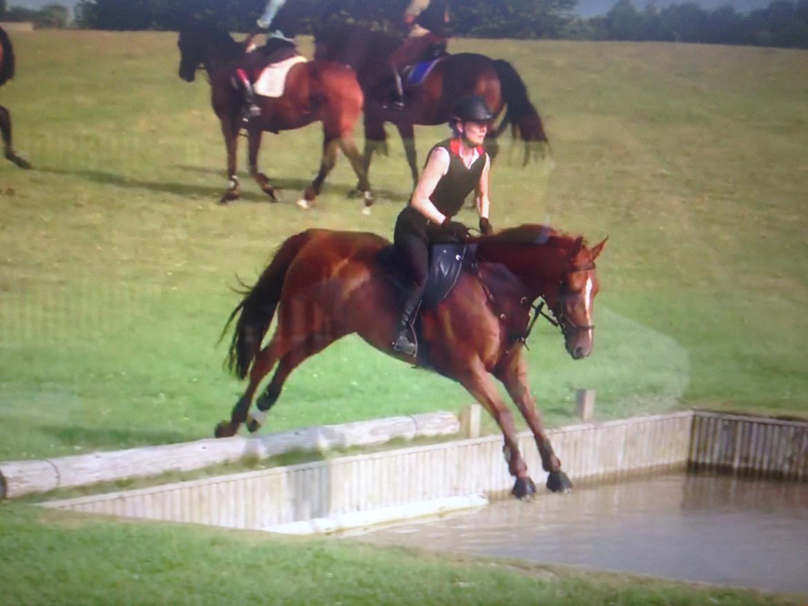 Dansk Varmblod Fiona billede 23