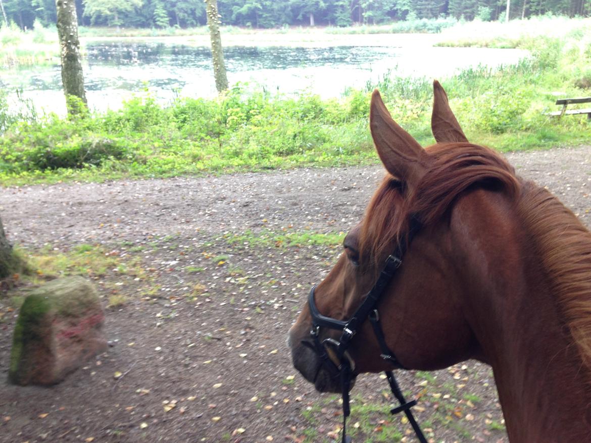 Dansk Varmblod Fiona billede 24