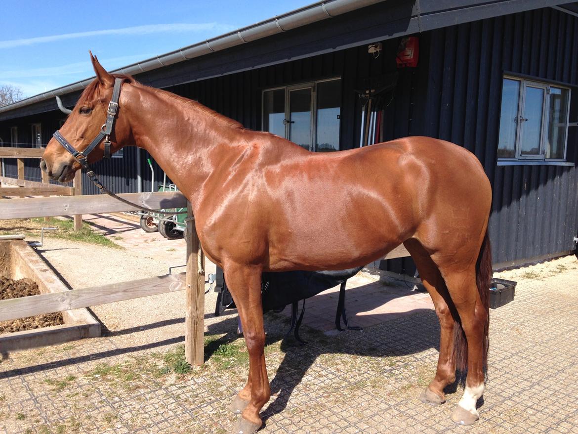 Dansk Varmblod Fiona billede 25