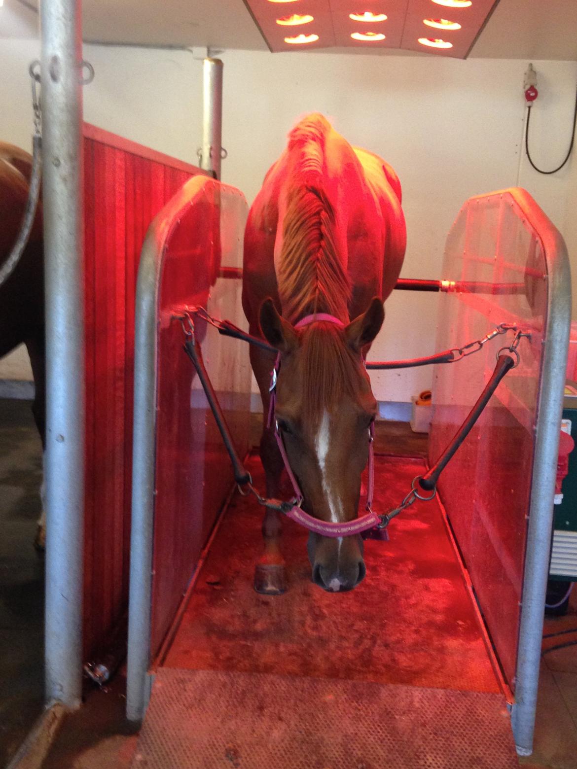 Dansk Varmblod Fiona billede 26