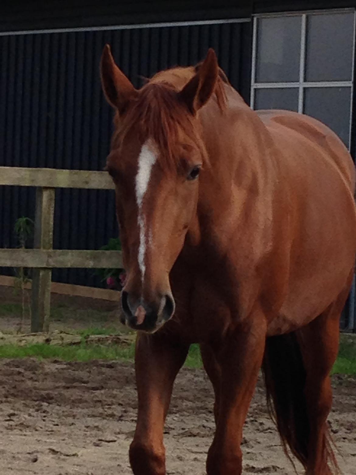 Dansk Varmblod Fiona billede 27