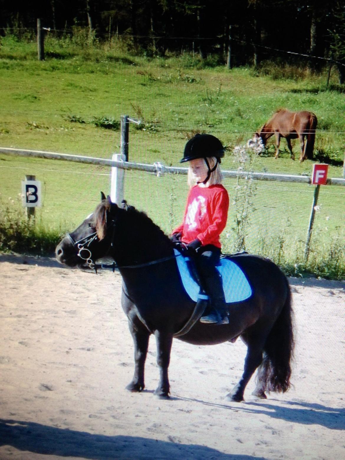 Shetlænder Mill Of Towie Country Lad - Mig og Mulle som små, da vi var 5 år.❤️ billede 15