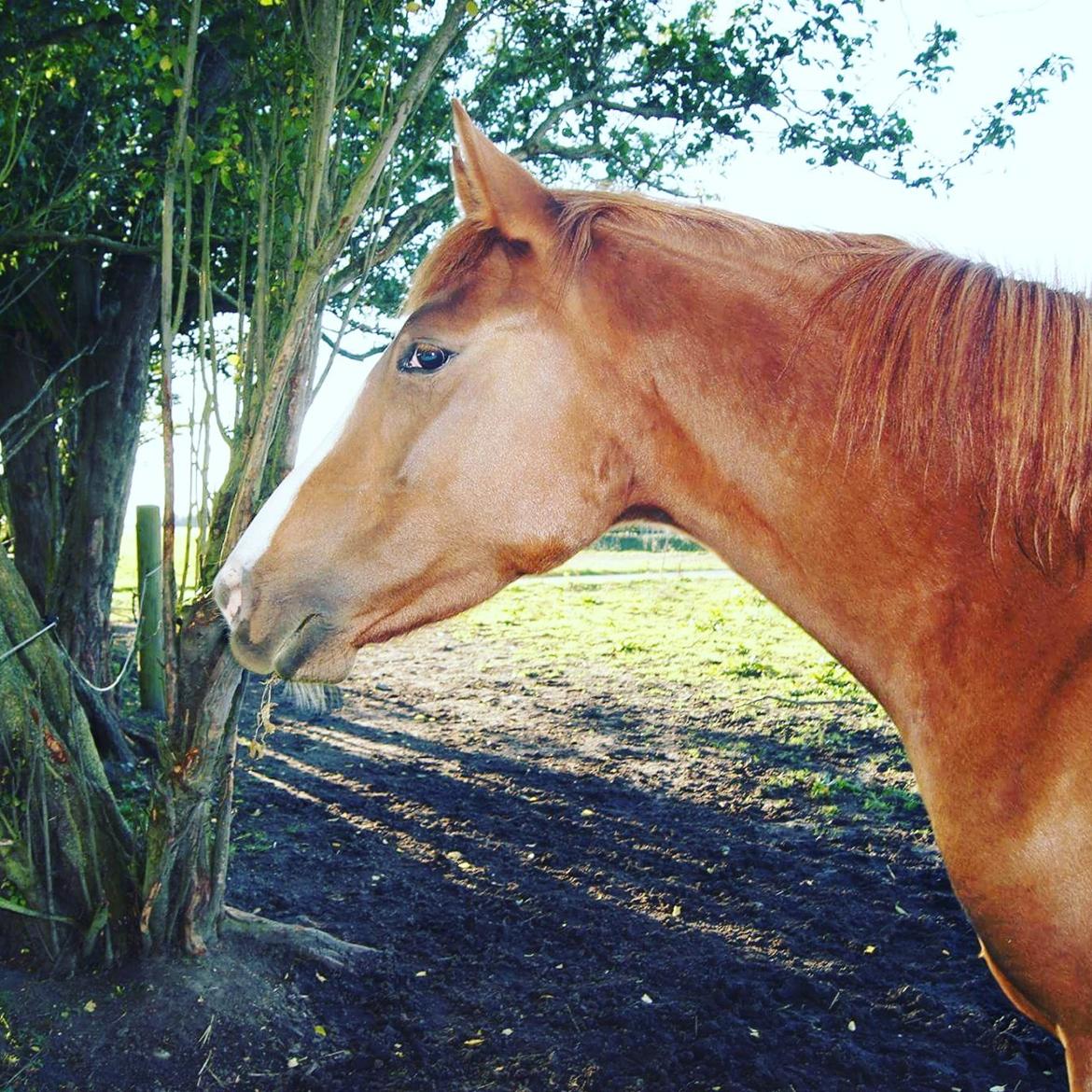 Anden særlig race Lantana lady starlight ( Baby ) solgt  billede 2