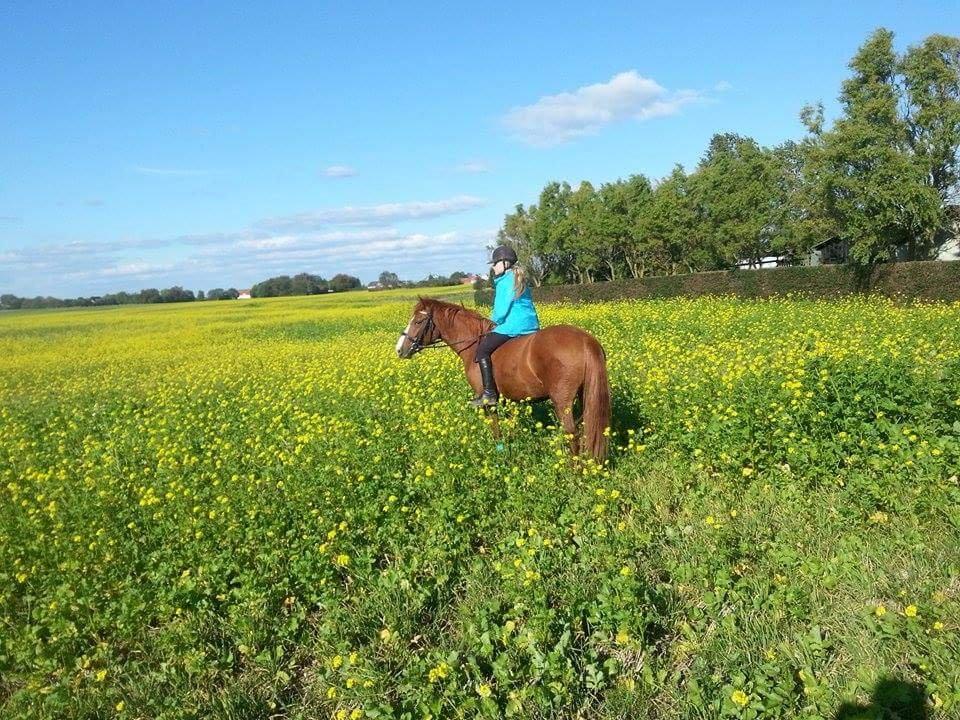 Anden særlig race Lantana lady starlight ( Baby ) solgt  billede 1