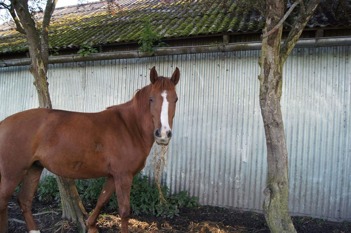 Anden særlig race Lantana lady starlight ( Baby ) solgt  billede 6