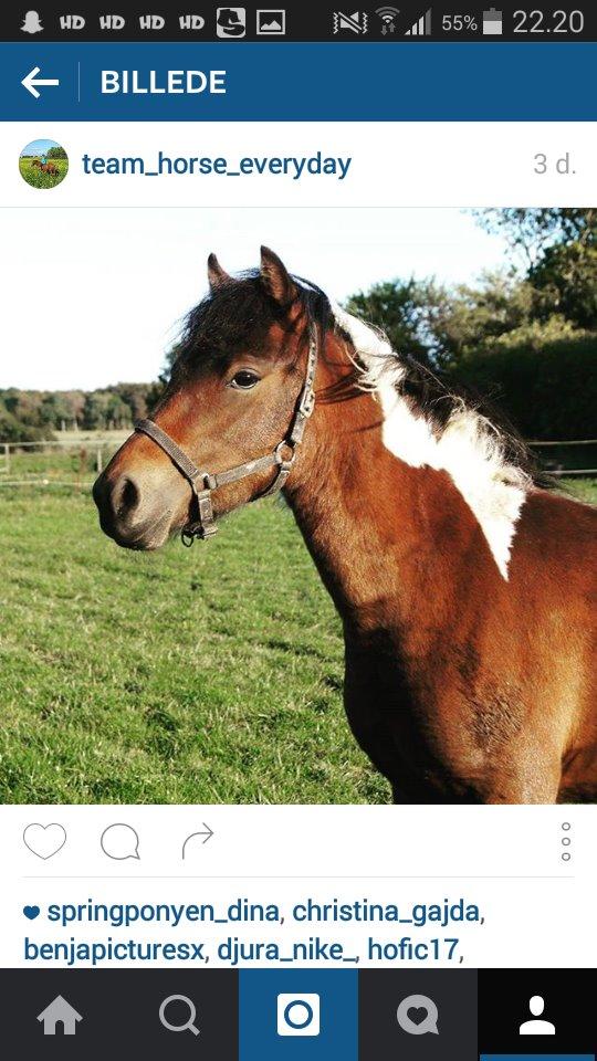 Pinto Smukke katy billede 2