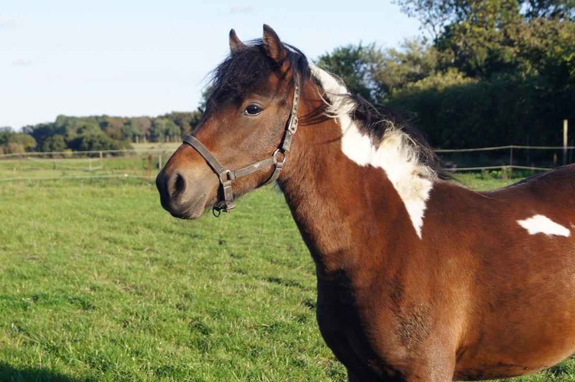 Pinto Smukke katy billede 1