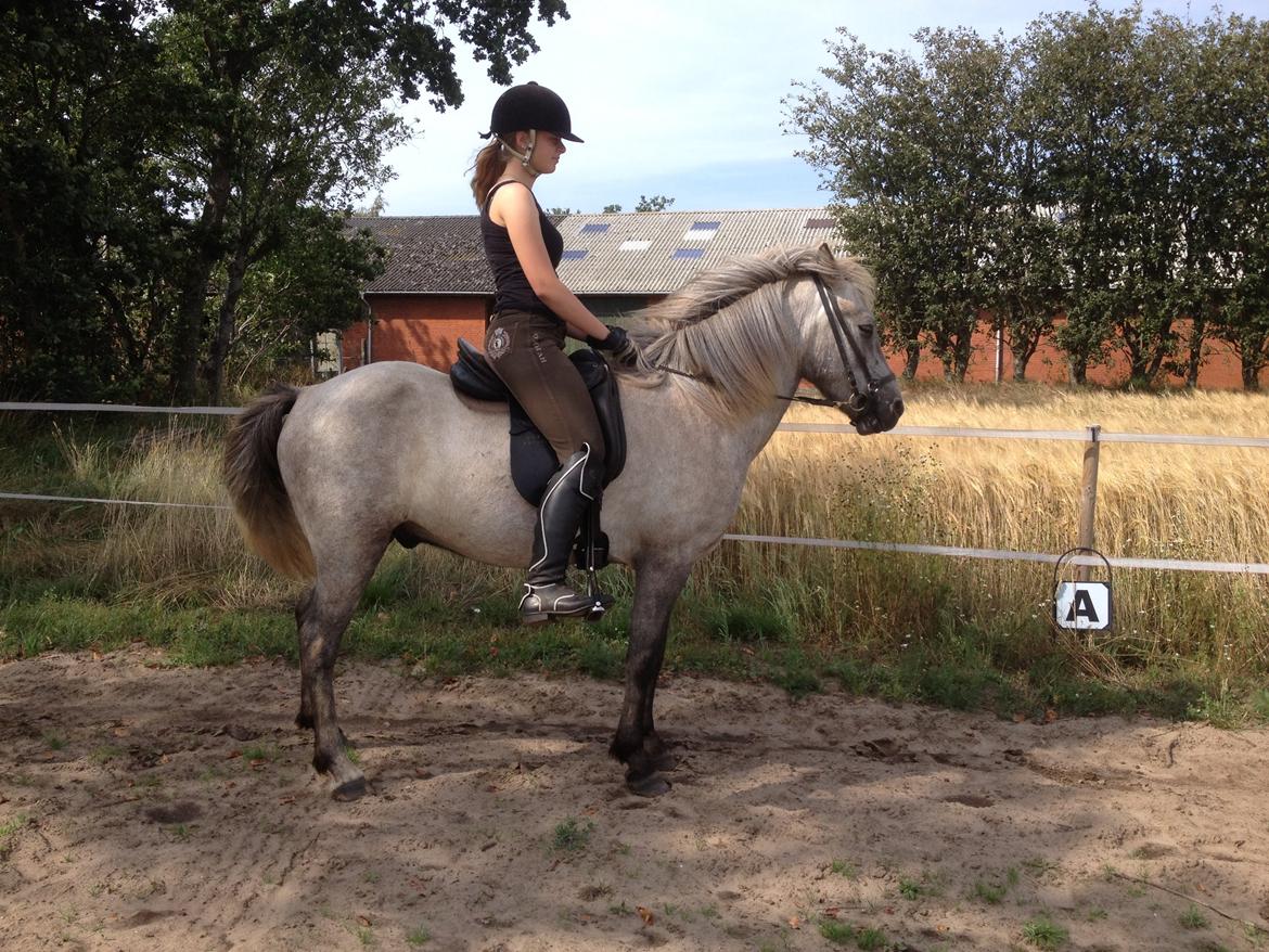 Islænder Svenni fra Holst hestar billede 20