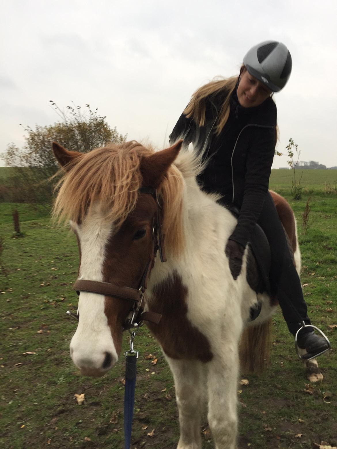 Islænder Vigga Fra Lille-Mosegaard billede 7