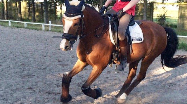 New Forest Sun Queen - 2. gang at jeg prøvede hende billede 2