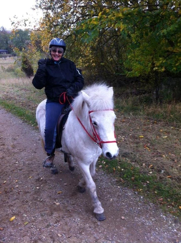 Islænder Svala fra stald kyhl billede 2