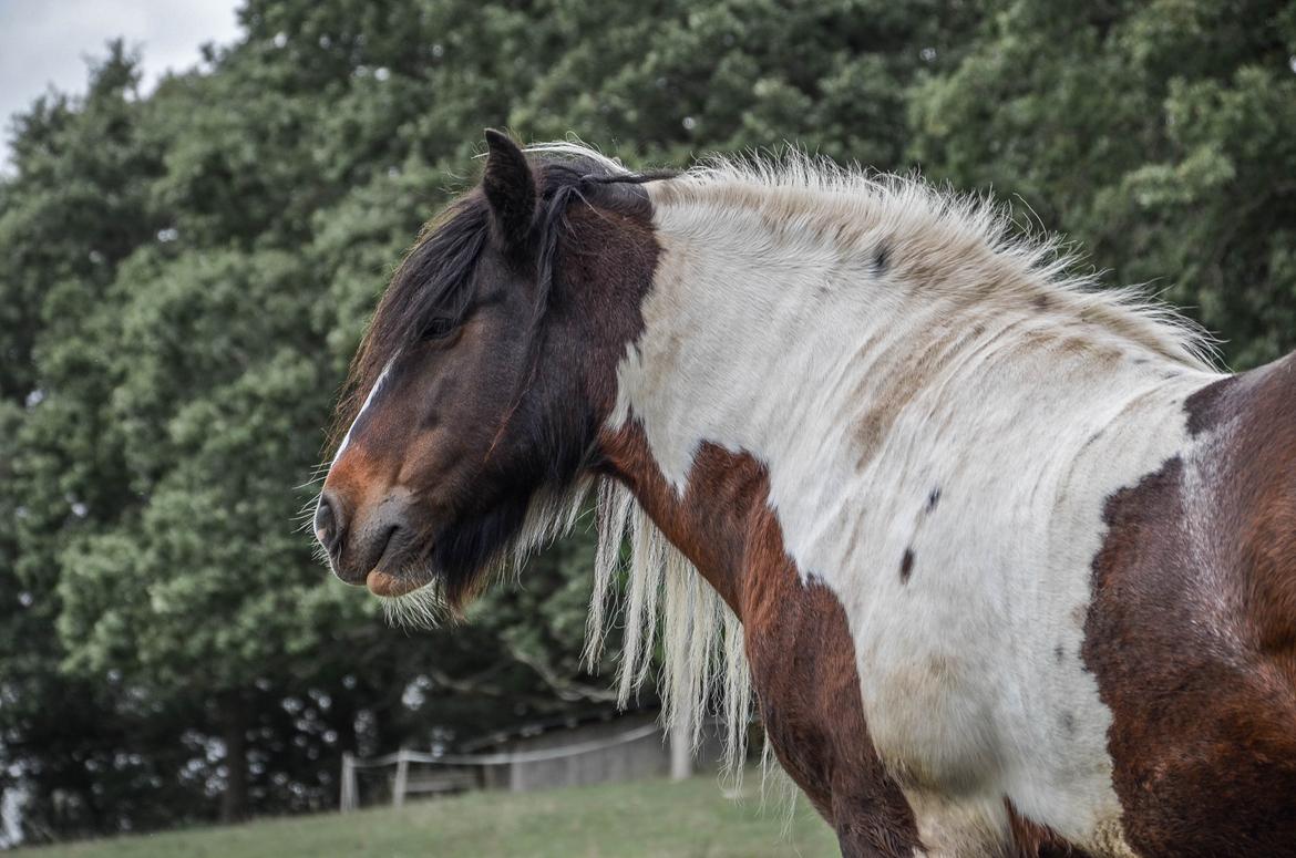 Irish Cob Hero billede 3