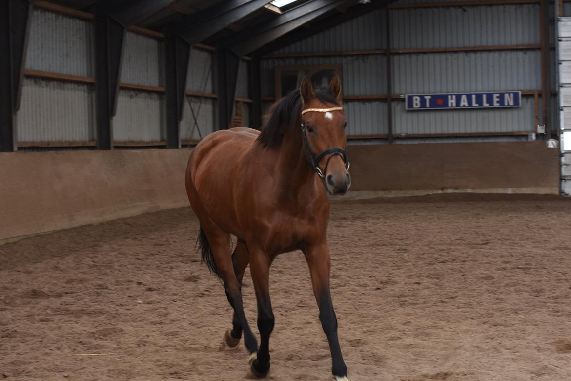 Dansk Varmblod Feldborgs Shanti billede 2