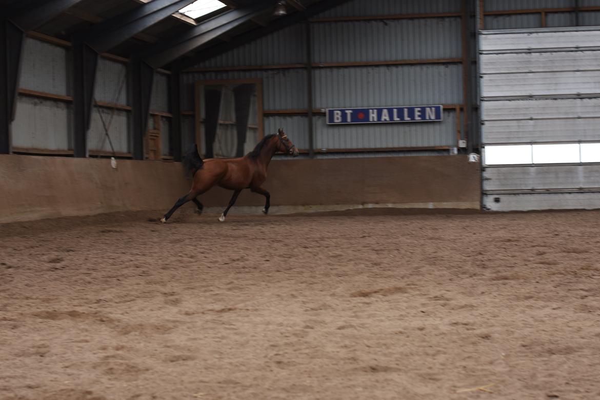 Dansk Varmblod Feldborgs Shanti billede 3