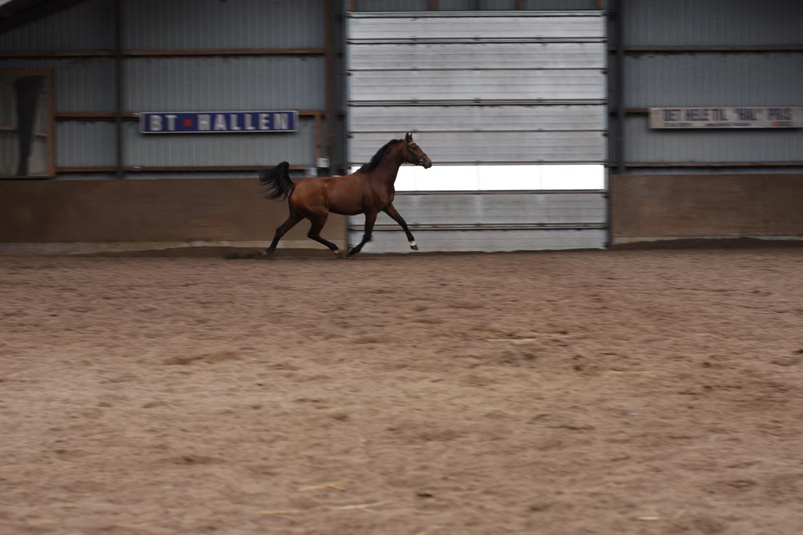 Dansk Varmblod Feldborgs Shanti billede 4