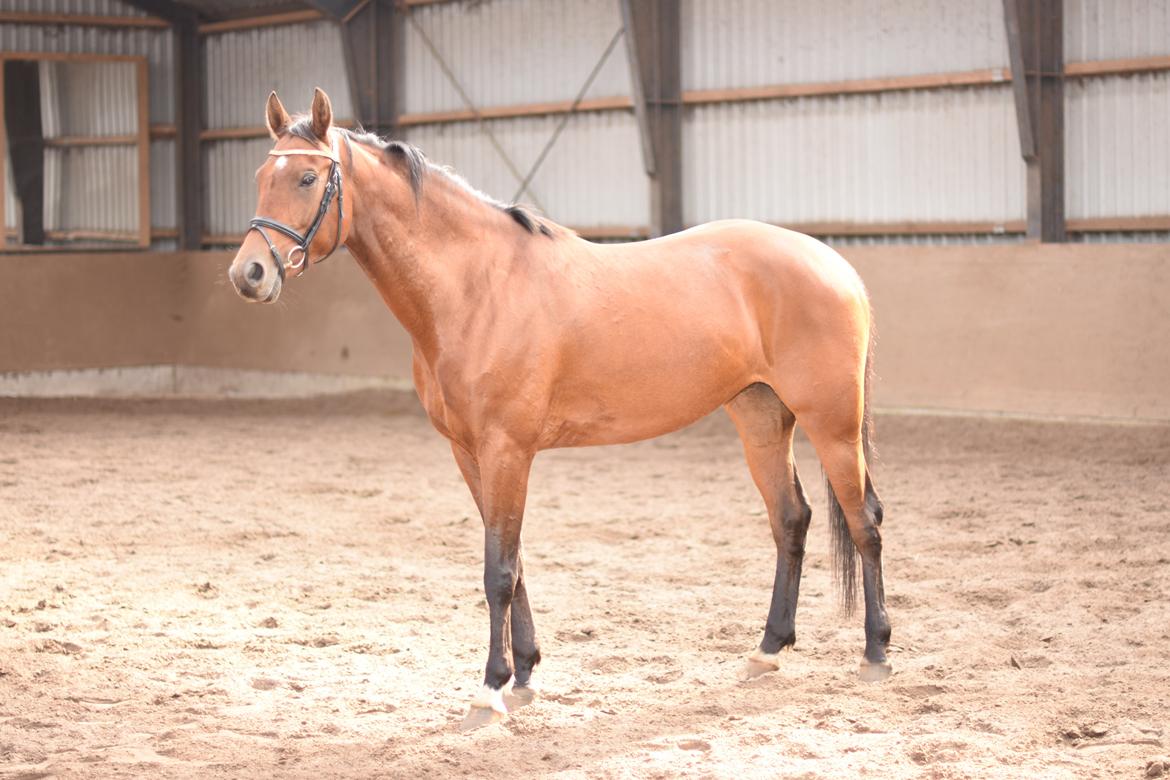 Dansk Varmblod Feldborgs Shanti billede 6