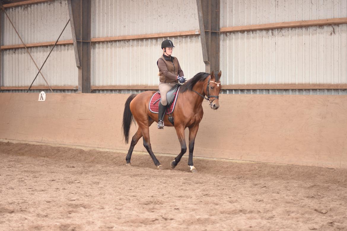 Dansk Varmblod Feldborgs Shanti billede 5