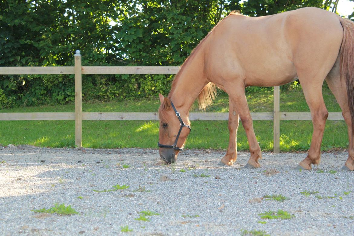 Anden særlig race Playboy billede 20