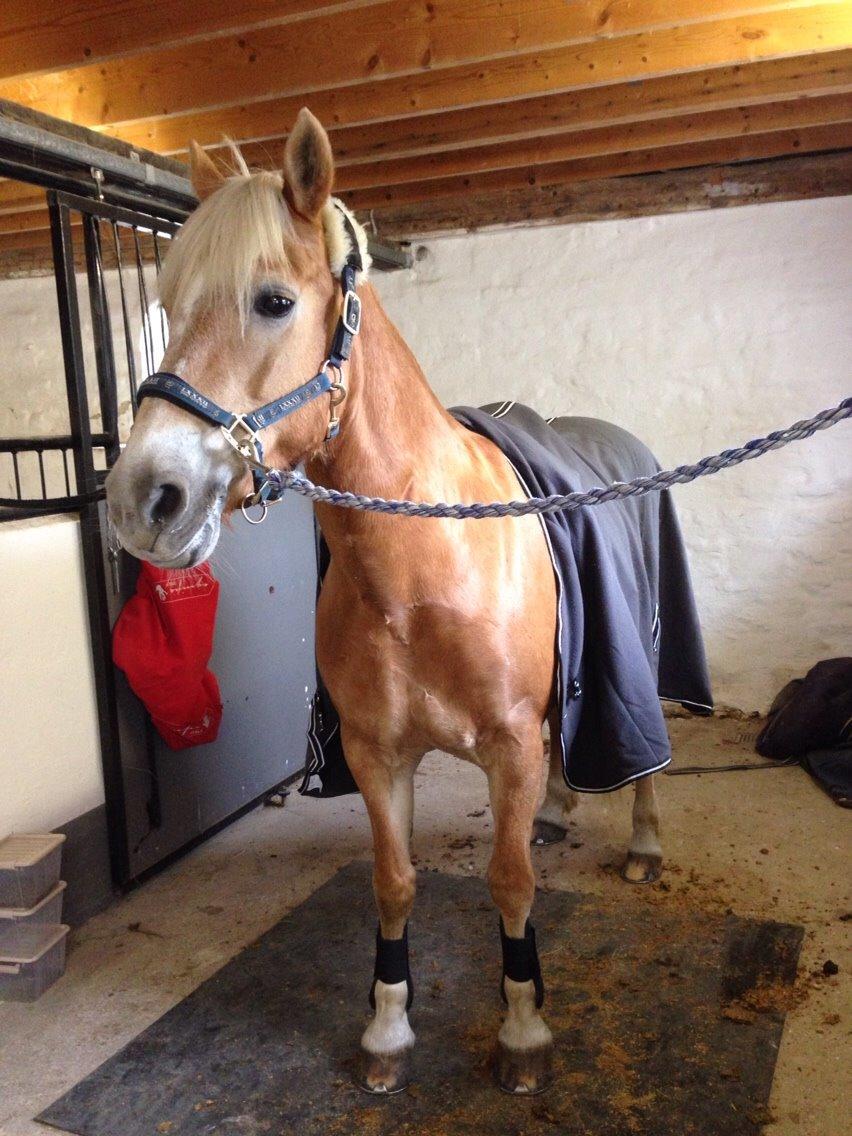 Haflinger Kløv's paxi billede 2