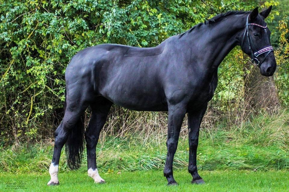 Dansk Varmblod Fruerlundens Rosita billede 6