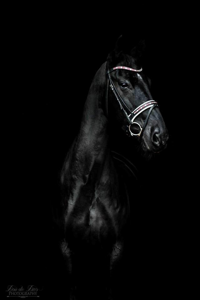 Dansk Varmblod Fruerlundens Rosita billede 7