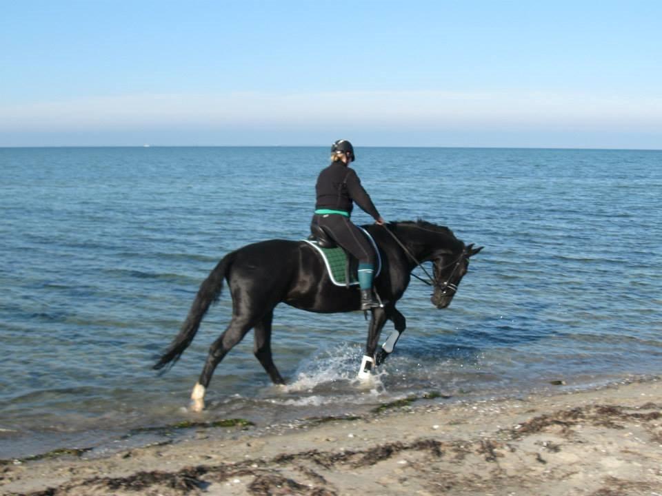 Dansk Varmblod Fruerlundens Rosita billede 9