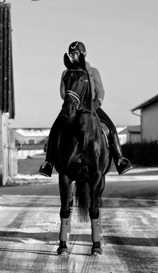 Dansk Varmblod Fruerlundens Rosita billede 10