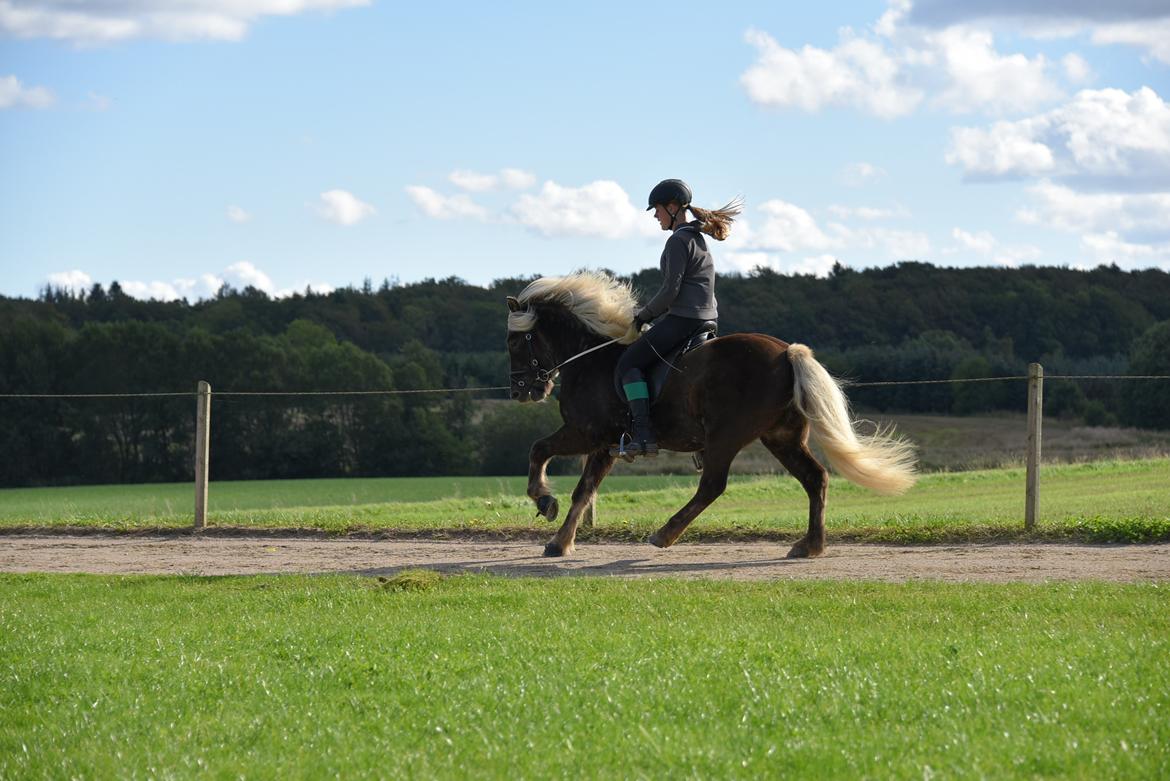 Islænder Skinfaxi stald engmarken - Galop billede 13