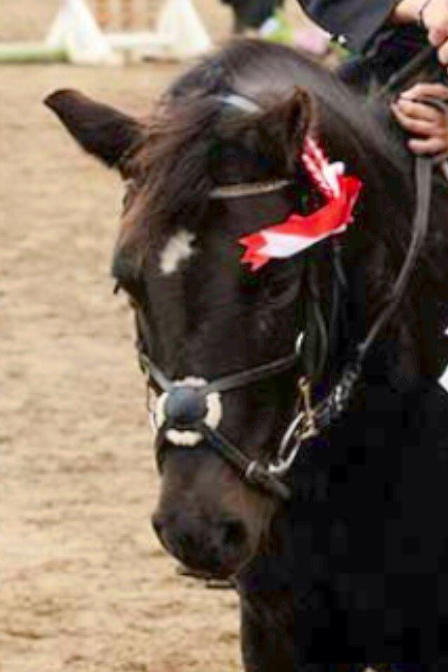 Dartmoor SKIPPER billede 2
