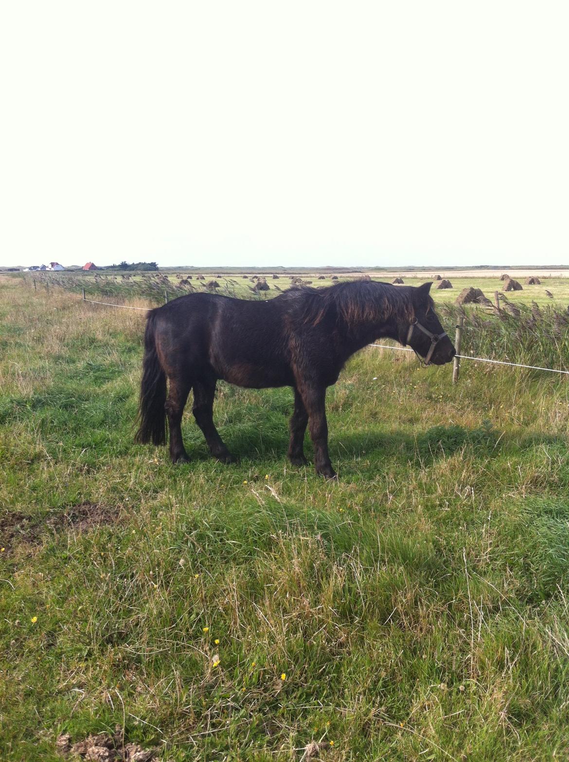 Dartmoor SKIPPER billede 9